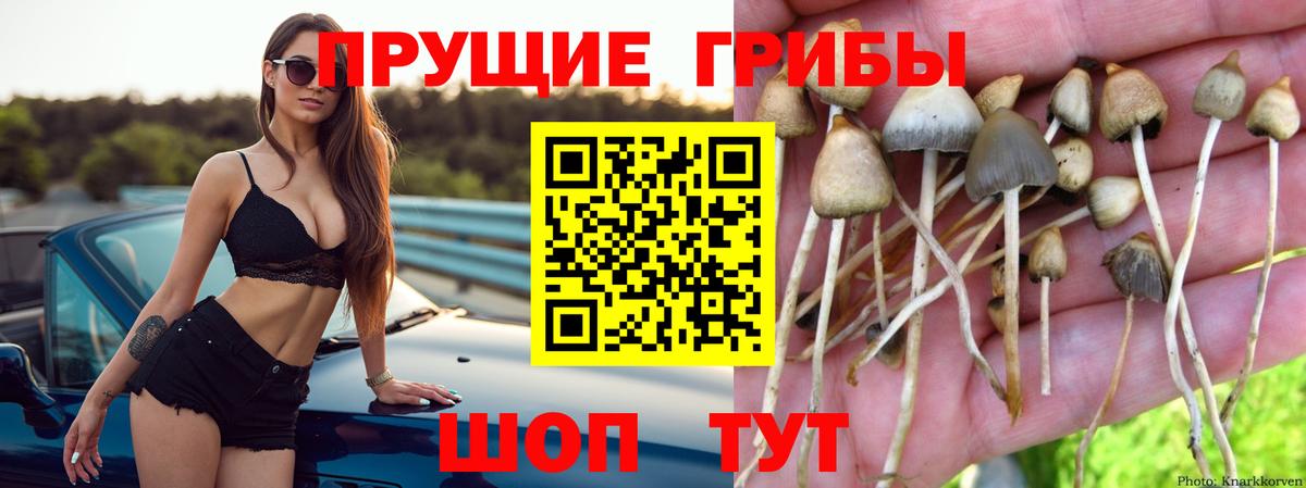 Шадринск  что такое наркотик  Вход с VPN  Псилоцибиновые грибы ЛСД 